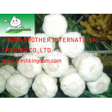 new crop Chinese pure white garlic packed in carton